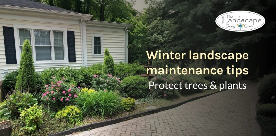Keep your yard strong all season with landscape maintenance from The Landscape Design Center.